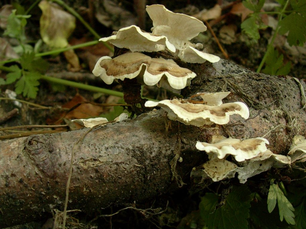 2023  Giugno vecchio ritrovamento